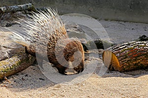 African Crested Porcupine Hystrix Cristata