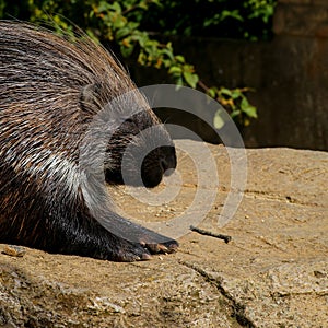 African Crested Porcupine Hystrix Cristata photo