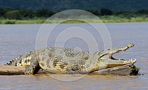 African Crocodile photo