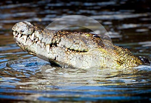 African Crocodile