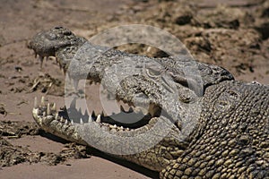 African Crocodile (Chobe NP, Botswana)