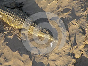 African Crocodile Crocodylus niloticus