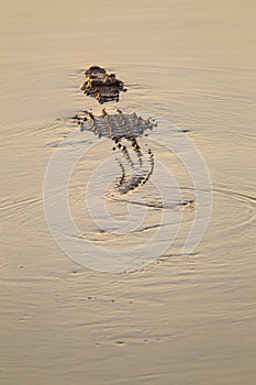 African Crocodile cruises upriver in search of prey