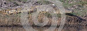 African crocodile in panoramic photo