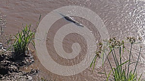 African crocodile river