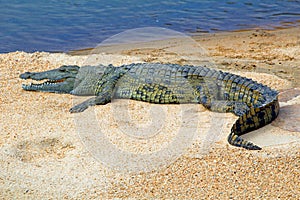 African crocodile on a sandbank