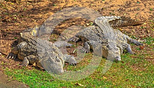 African Crocodiles resting