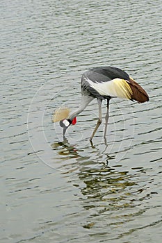 African crowned crane