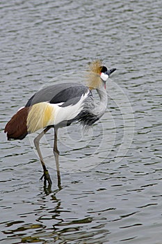 African crowned crane