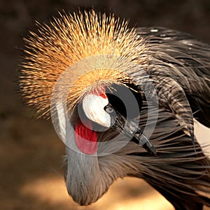 African crowned crane