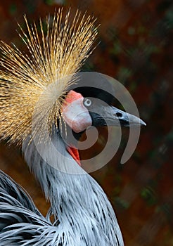 African Crowned Crane