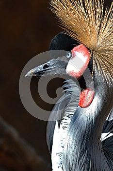 African Crowned Crane