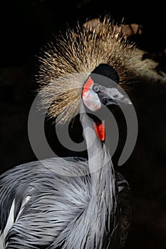 African Crowned Crane