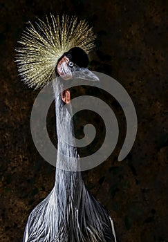 African Crowned Crane