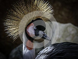 African Crowned Crane