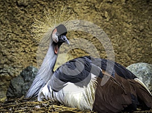 African Crowned Crane