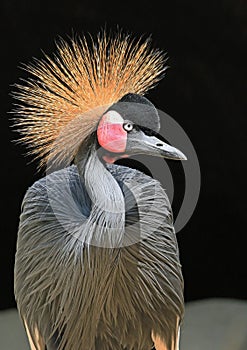 African Crowned Crane