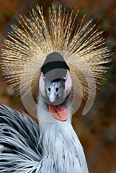 African Crowned Crane