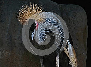 African Crowned Crane