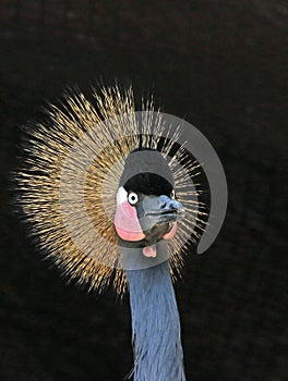 African Crowned Crane