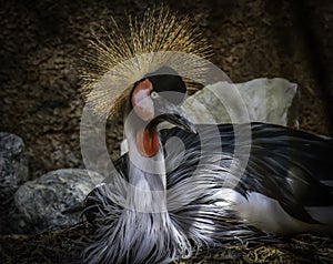 African Crowned Crane