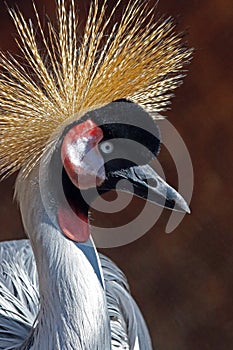 African Crowned Crane