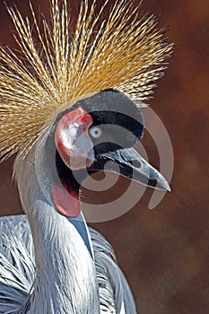 African Crowned Crane