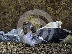 African Crowned Crane