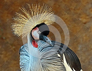 African Crowned Crane