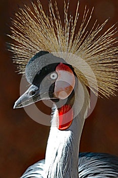 African Crowned Crane