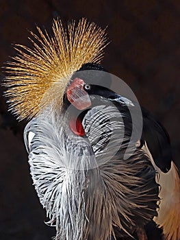 African Crowned Crane