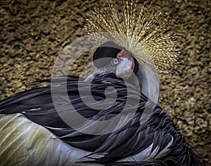 African Crowned Crane