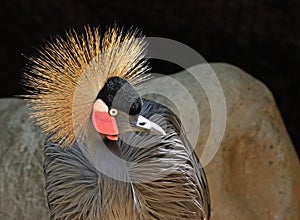 African Crowned Crane