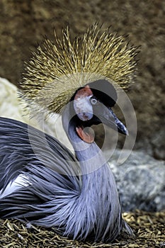 African Crowned Crane