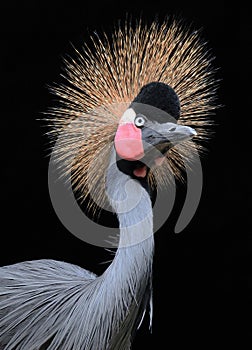 African Crowned Crane