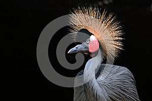 African Crowned Crane