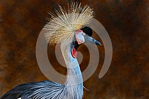 African Crowned Crane