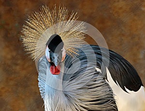 African Crowned Crane