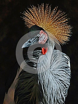 African Crowned Crane