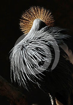 African Crowned Crane