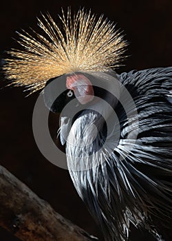 African Crowned Crane