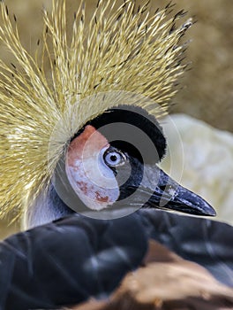 African Crowned Crane