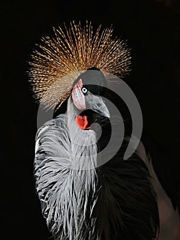 African Crowned Crane