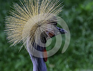 African Crowned Crane