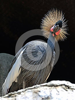 African Crowned Crane