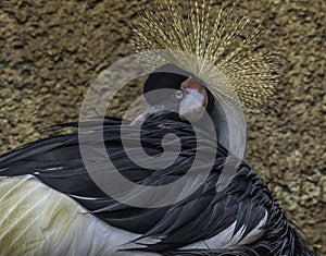 African Crowned Crane