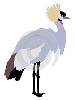 African crowned crane