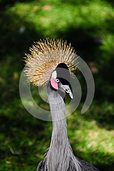 African crowned crane