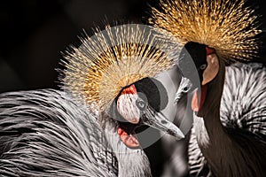 African Crowned Crane