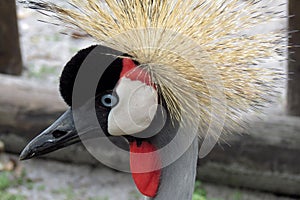 African Crowned Crane